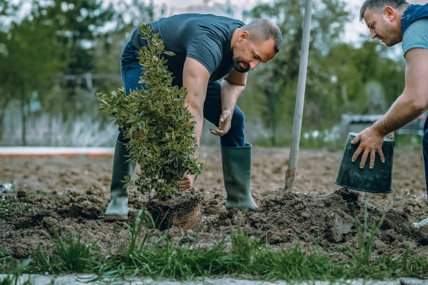 Professional Tree Service in Valley Grande, AL